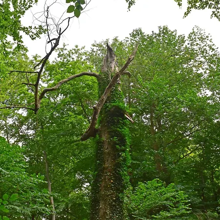 Alt Krassow Lakeside Retreat Apartment